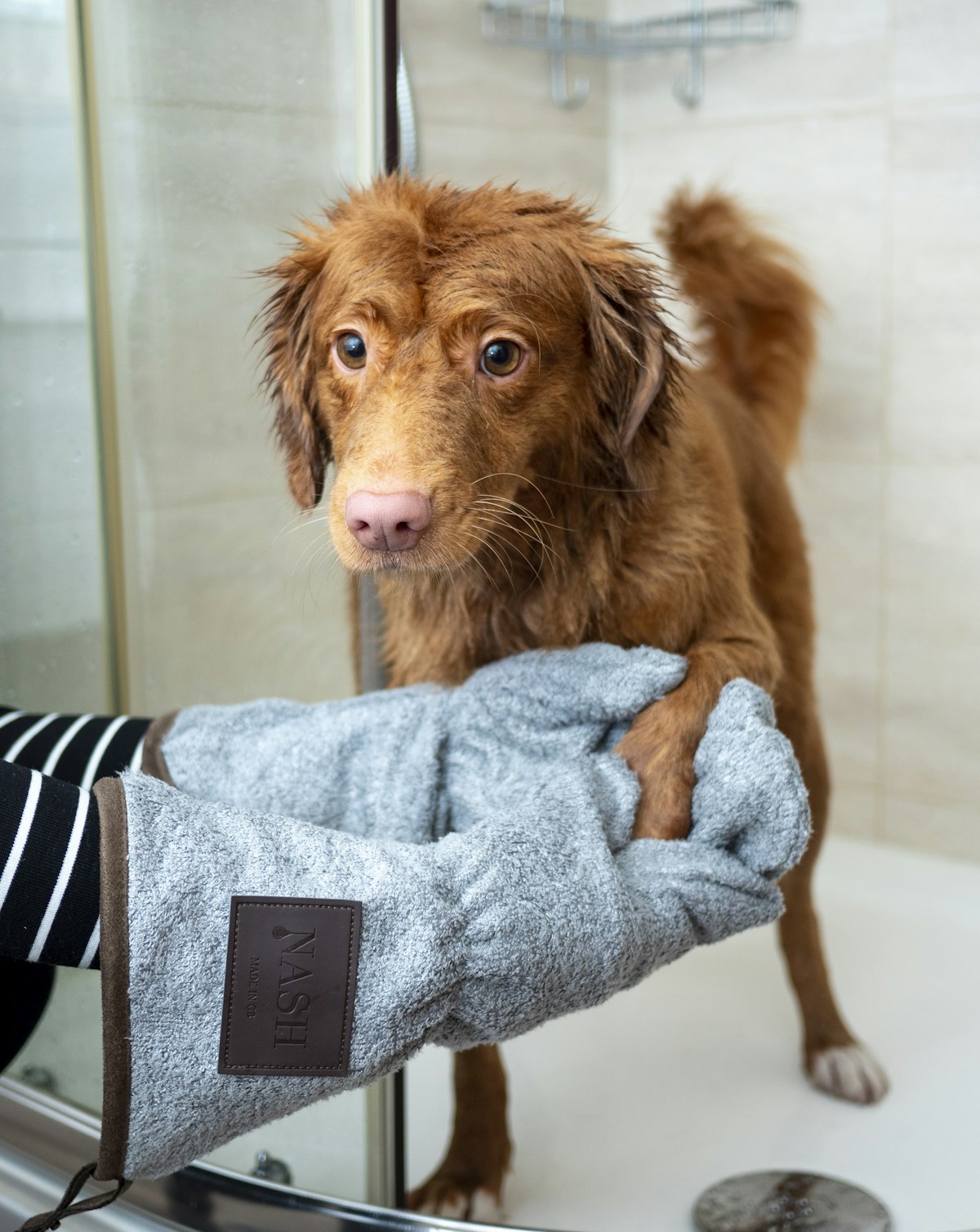 Cachorro sendo secado com toalha após o banho