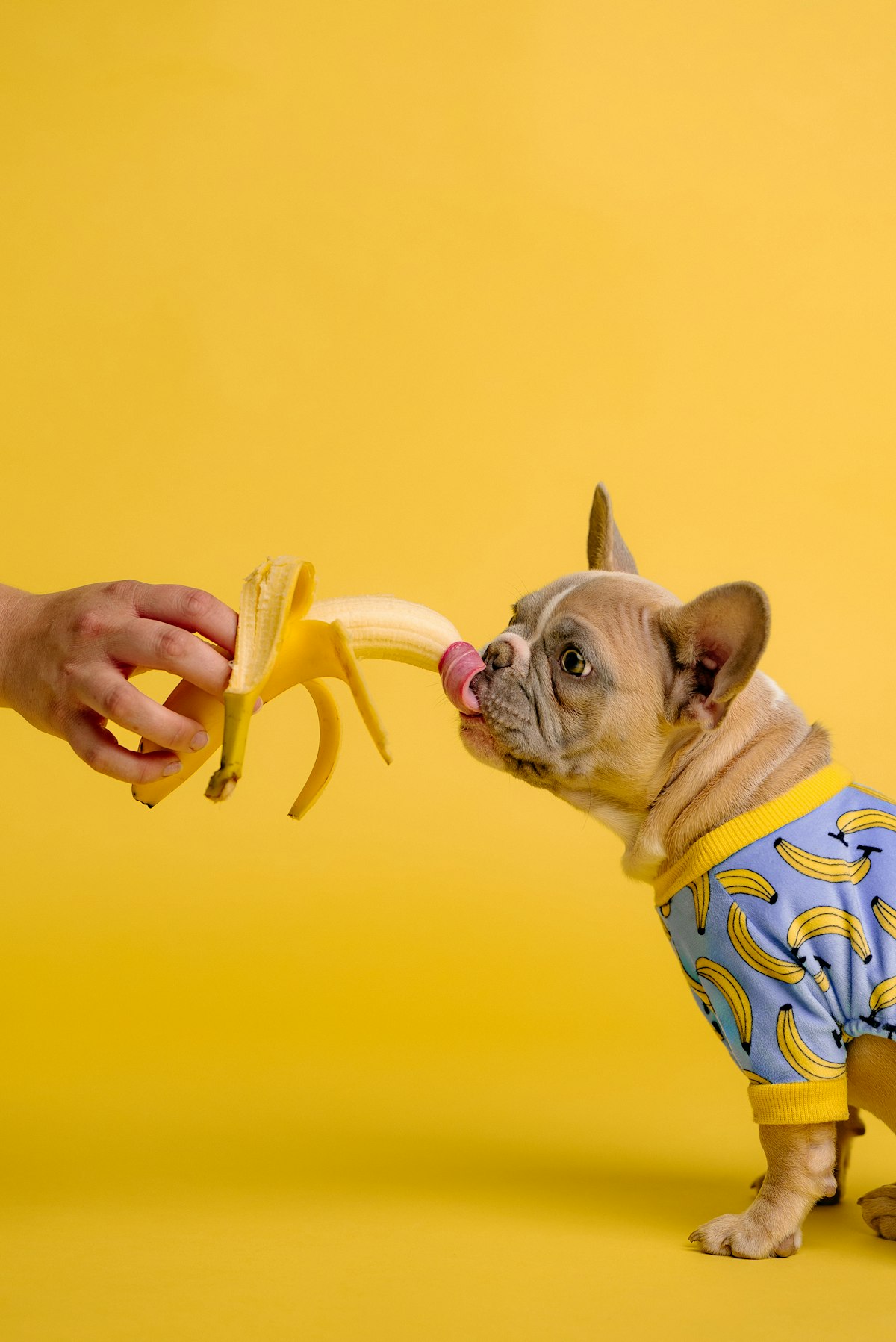 Cachorro ganhando um petisco